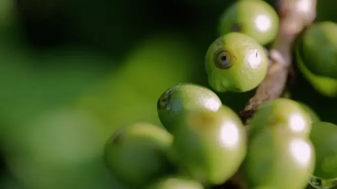 【メイド･オン･アース】 世界はコーヒーで動いている