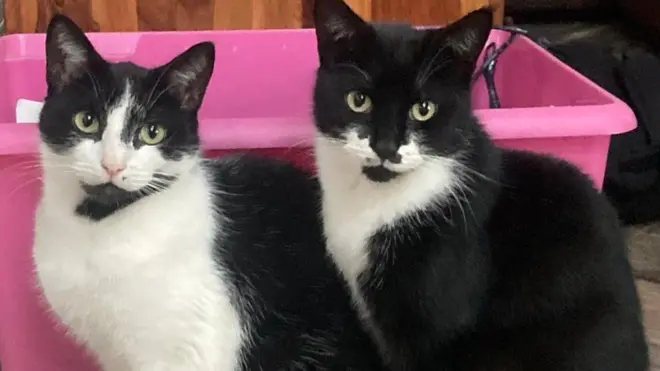 Adurroota Harii fi Luunaa jedhaman