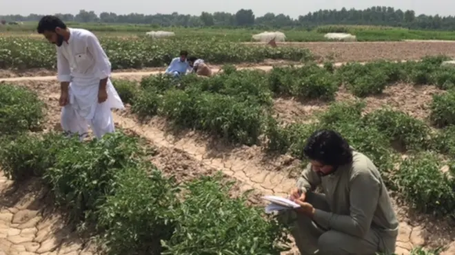 ترناب فارم خیبر پختونخوا ہی نہیں بلکہ پاکستان میں زراعت کی ترقی میں اہم کردار ادا کر رہا ہے: طالب علم