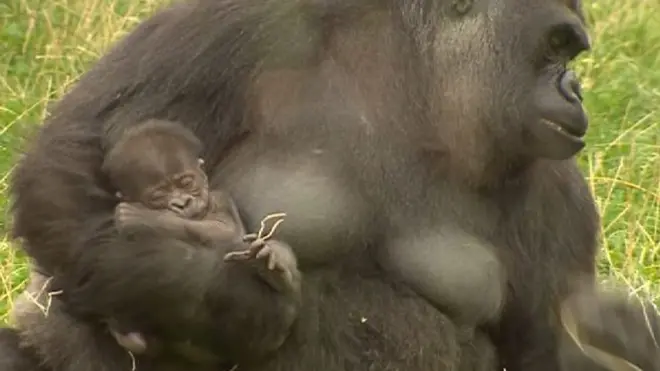 Горилла с детенышем