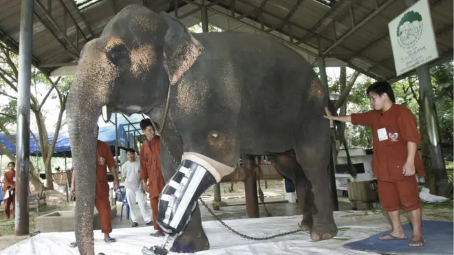 Tahun 2009, rumah sakit di Lampang menjadi perhatian karena berhasil mengembangkan kaki plastik untuk gajah.