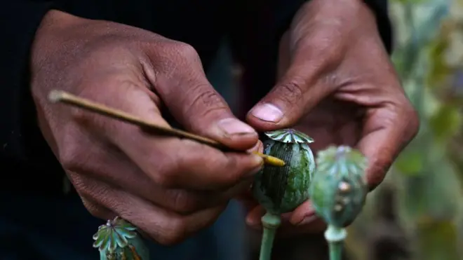 अफूची शेती