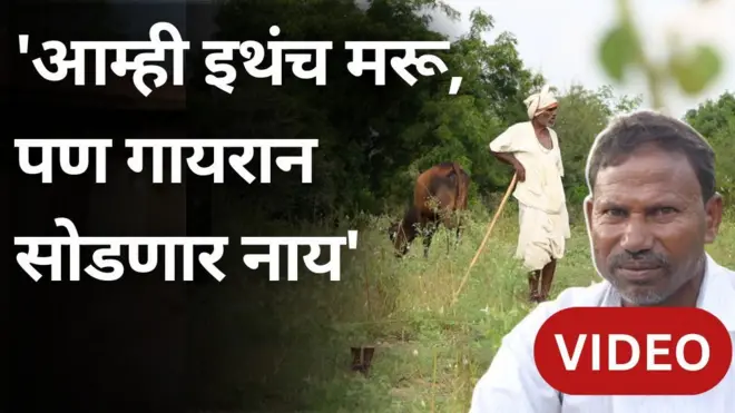 महाराष्ट्रातल्या गायरान जमिनीचा प्रश्न काय आहे? शेतकऱ्यांसाठी या जमिनी का महत्त्वाच्या आहेत?