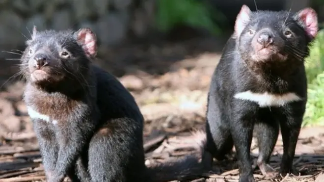 Tazmanya canavarları