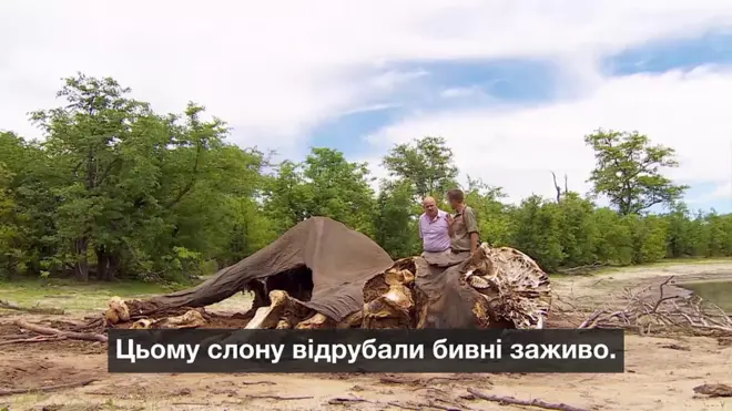 Убитий слон у Ботсвані