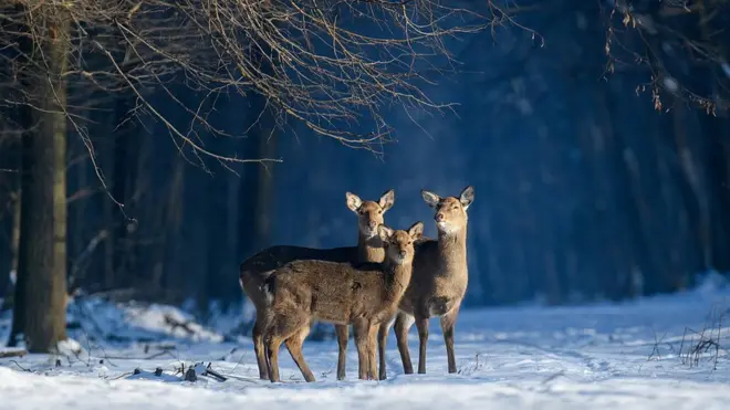 "Три олениці взимку"