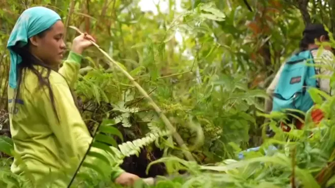 ఫిలిప్పీన్స్ అడవులు