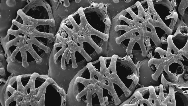 Reptadeonella granulosa, uma espécieaposta de futebol copa do mundobriozoário descrita para o litoral Norteaposta de futebol copa do mundoSão Paulo