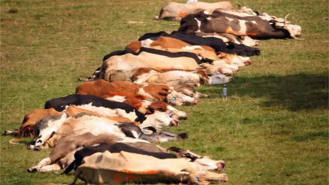 Àrá abàmì kan ṣe ikú pa màálù tó lé lógún