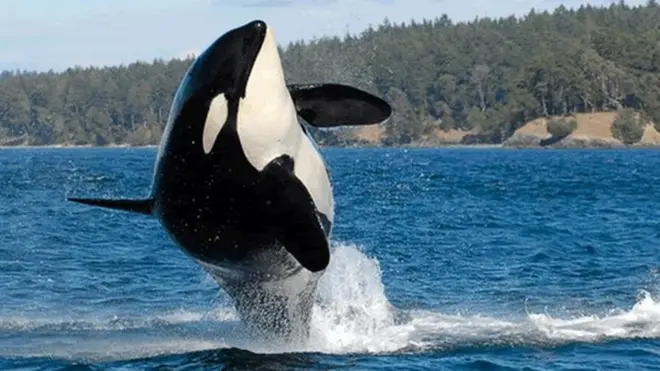 J2 or Granny in the Salish Sea in 2010