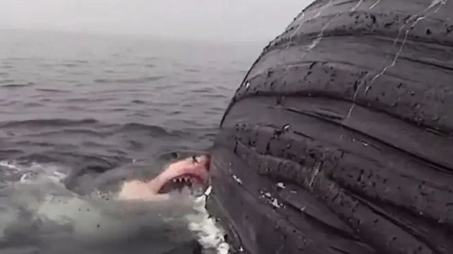 وپیل کا شکار