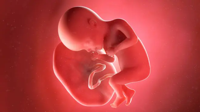 Ilustración de un feto unido por el cordón umbilical a una placenta.