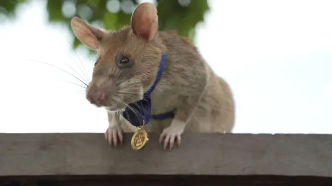 The rat Magawa was pictured in 2010 with his PDSA medal for gallantry - sometimes described as the George Cross for animals.