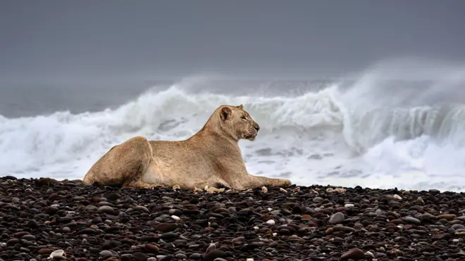 Namibya'da çakıl taşlı bir sahilde bir dişi aslan uzaklara bakarken, arka planda büyük dalgalar çarpıyor.