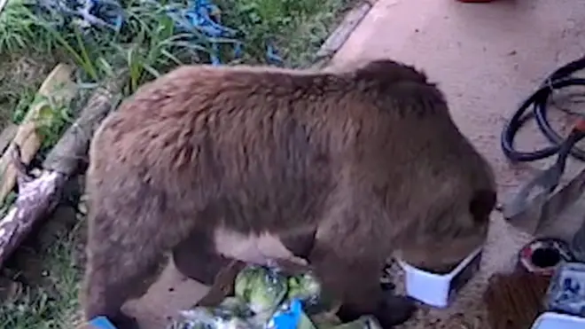 Odbegli medvedi pojeli nedeljnu zalihu meda