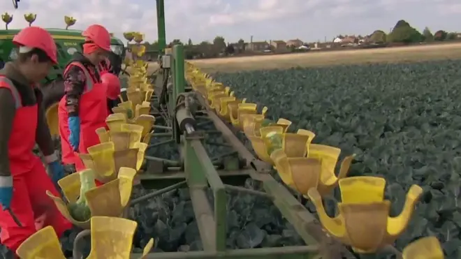 ሮበት ኣብ ሕርሻ