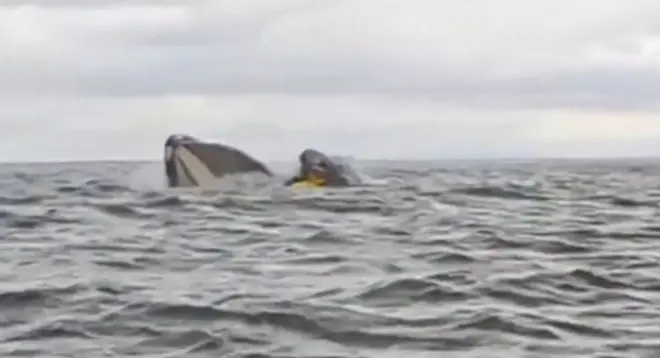 Trenutak kada je kit progutao kajakaša u Čileu