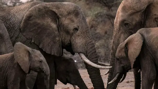 Elephants
