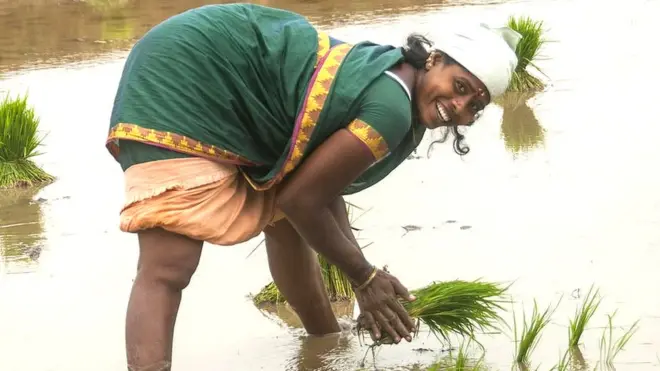 धान की खेती