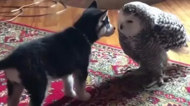 روس سے تعلق رکھنے والے آئیگور بلایوو کے پالتو برفانی الّو اور ہسکی کتے کی دوستی غیرمعمولی ہے۔ یہ دونوں ایک ساتھ وقت گزارنا پسند کرتے ہیں۔