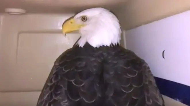 نسر يتجمد من البرد في الولايات المتحدة الأمريكية