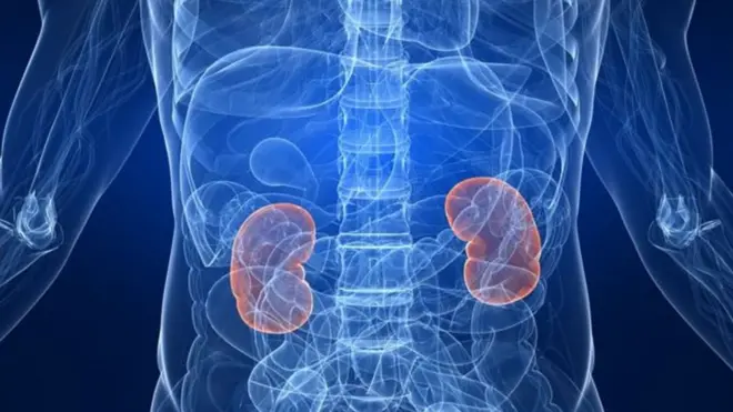 ginjal, cina