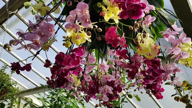 กล้วยไม้