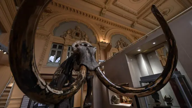 The skeleton is 3.4m high and its tusks are more than 3m in length