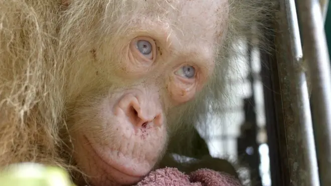 орангутанг-альбінос