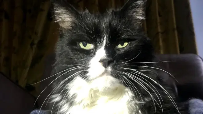 While they may not be happy about it, cats should be kept indoors during lockdown