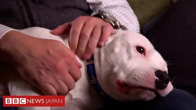 クリスマス前に路上で置き去りのブルテリア、新しい飼い主に可愛がられ