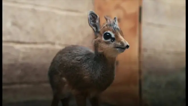 英北西部チェスターにある動物園で、ディクディクの赤ちゃんがすくすくと育っている。ディクディクはアフリカに生息するウシ科の動物で、シカのような優美な体型が特徴。