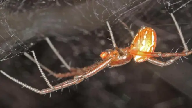 Laba-laba Manogea porracea jantan hidup di Brasil.