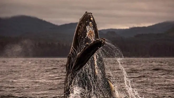 Una ballena jorobada saliendo a la superficie (Foto: Christian Miller / Ocean Alliance)