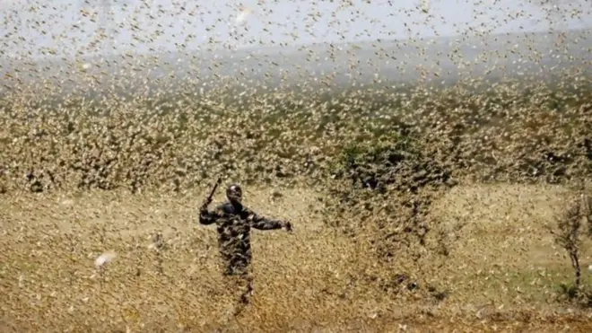 ዕስለ ኣንበጣ