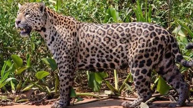 ये जैगुआर एक नदी के किनारे पर शिकार की तलाश में मुस्तेद खड़ा है.