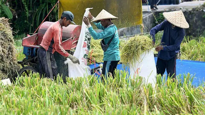 Petani mengirik padi di sebuah ladang di Denpasar di pulau resor Bali, Indonesia pada 30 April 2026.