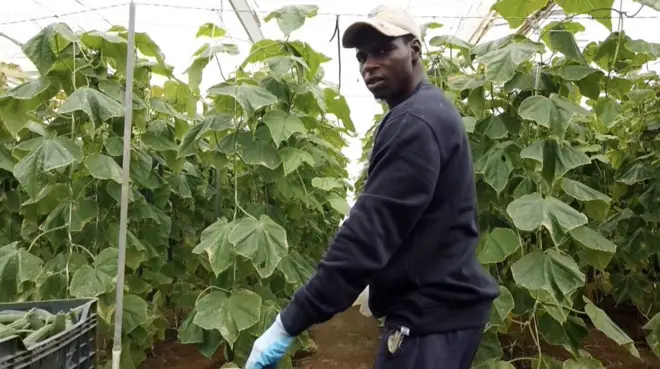 Berac voca u Španiji