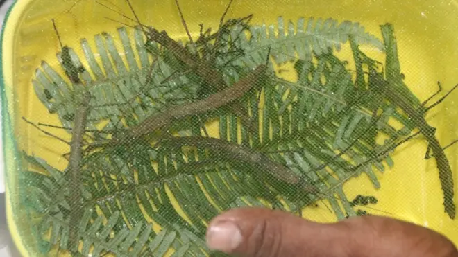 වන සංරක්ෂණ නිලධාරීන් භාරයට ගත් කෘමීන්