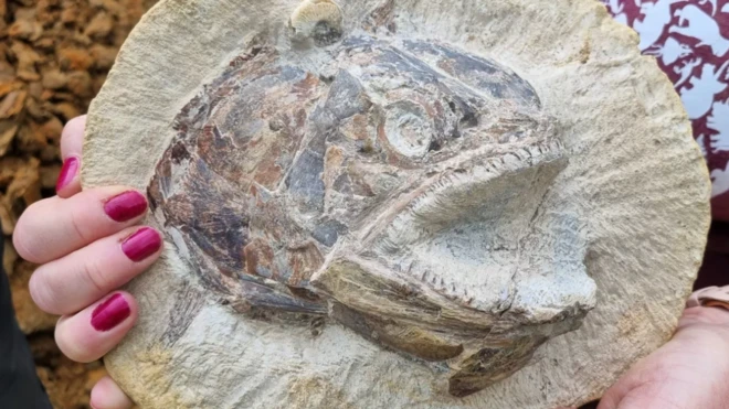 ฟอสซิลสามมิติของปลา Pachycormus ที่สูญพันธุ์ไปแล้ว