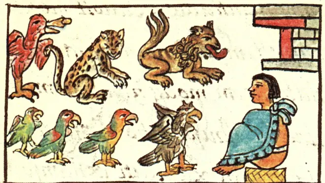 Una representación en el Códice Florentino de animales y un hombre en la época de los mexicas 