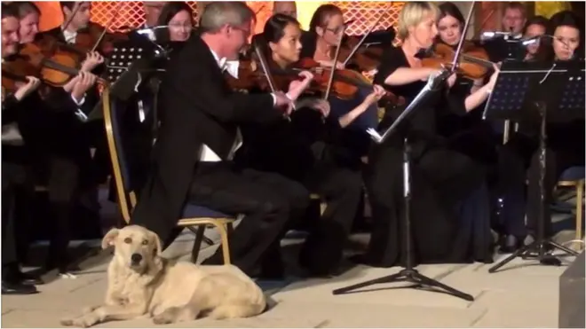 Неочікуваний гість прийшов на концерт класичної музики Ізміра в Туреччині.