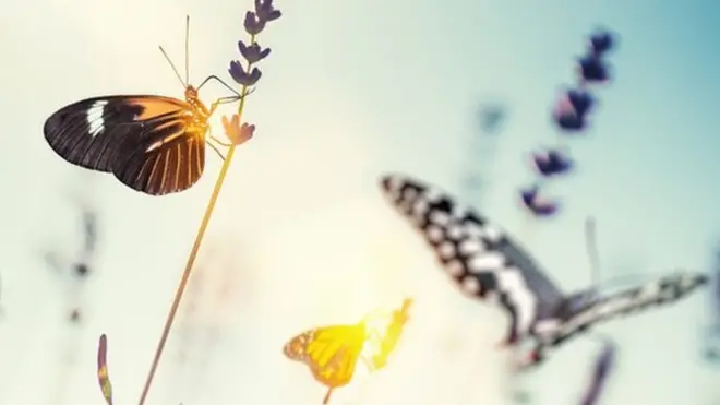 Численность многих видов бабочек стремительно уменьшается