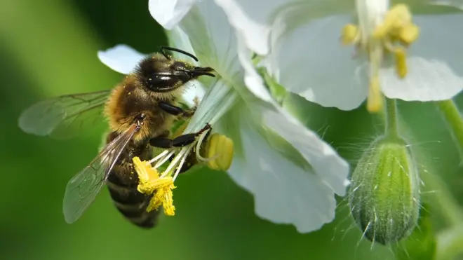 Kaannisni Ababoo yeroo xuuxxutti