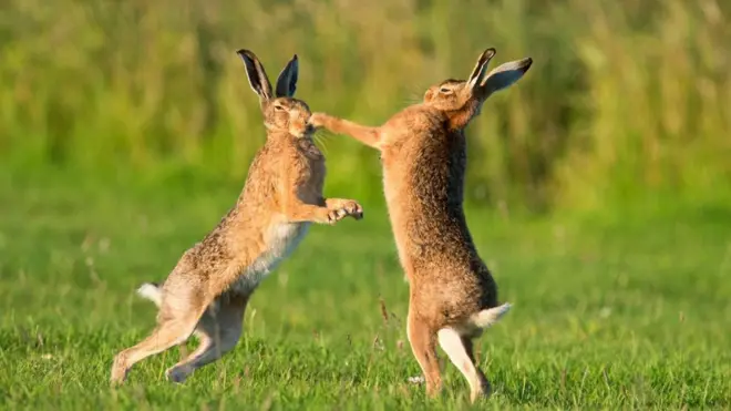 Бійка зайців європейських (Lepus europaeus)