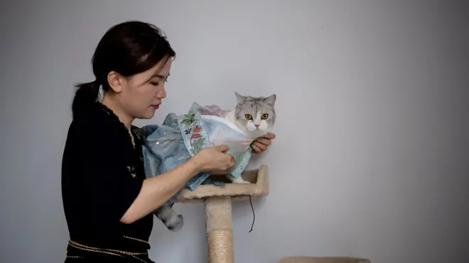 漢服近年來在中國年輕人中重新興起,但你想過讓自己的寵物貓也穿上漢服嗎?