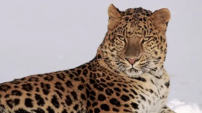 Дальневосточный леопард обитает на востоке России