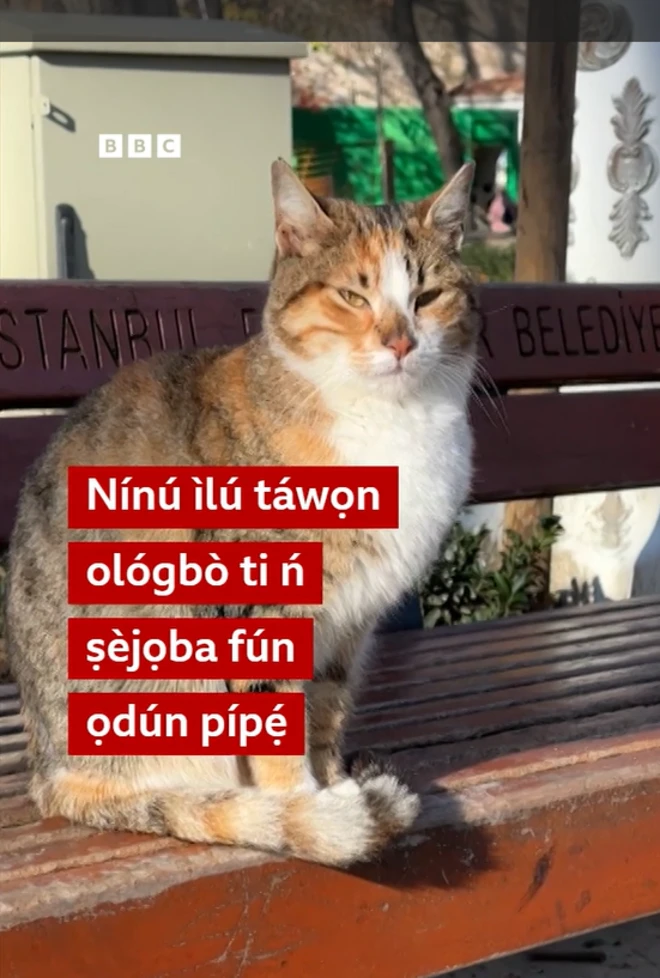 Àwòrán ológbò aláwọ̀ àrán tó jókòó lórí àga