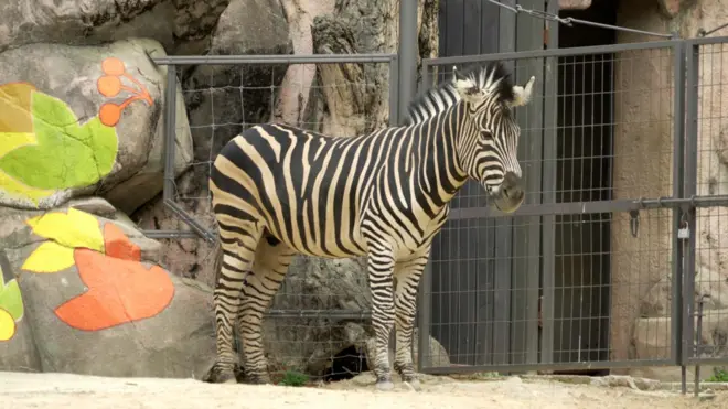 서울 어린이대공원 방사장에 있는 얼룩말 '세로'의 모습