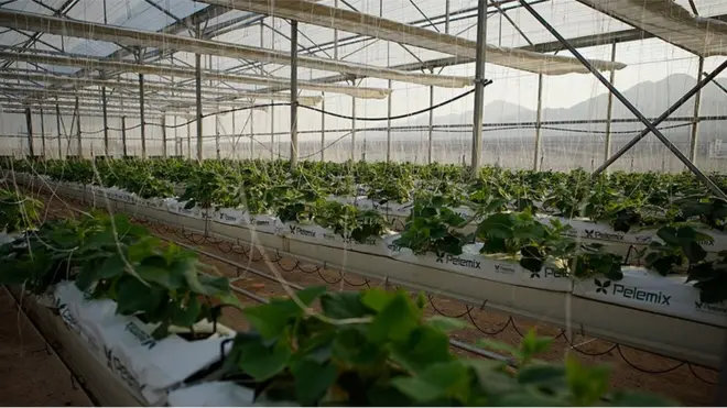 Ốc đảo xanh tươi những cây trái và hơi nước ẩm ướt ở giữa sa mạc Jordan